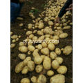 batata de alta qualidade de tengzhou